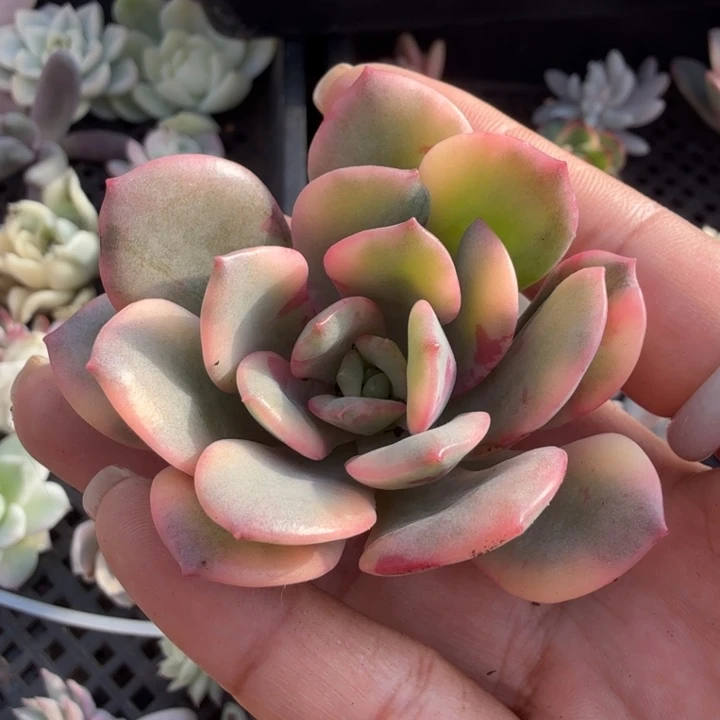 發*花旦锦主头无根 腹轮锦