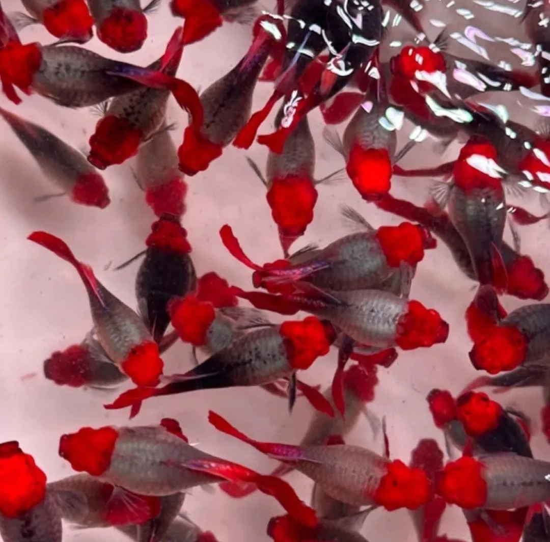 短体蓝贵族种鱼 孔雀鱼（入缸后不包损）