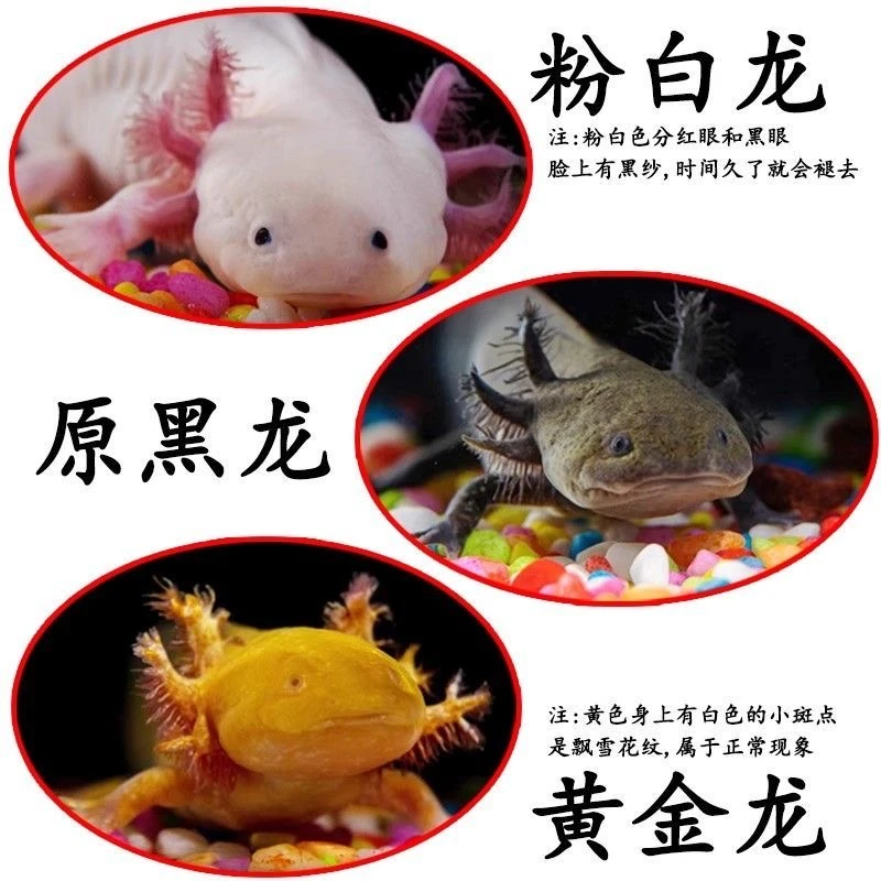 冷水蝾螈淡水恐龙观赏宠物鱼好养易活适合新手