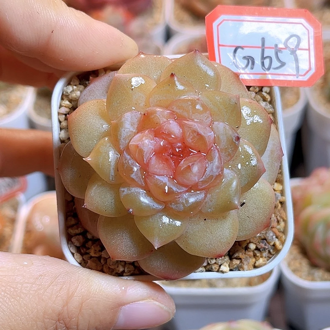 G659  孤品珍妮多肉