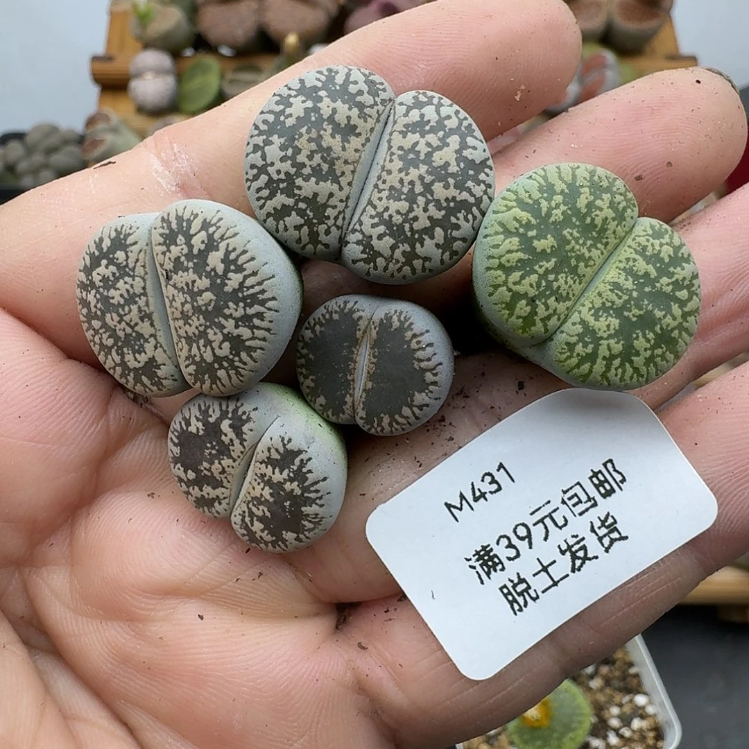 L***菁431多肉哈哈哈哈哈哈哈