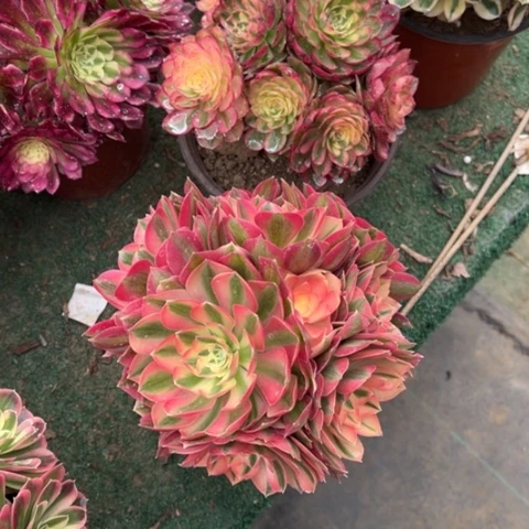 星*793组合2颗多肉，