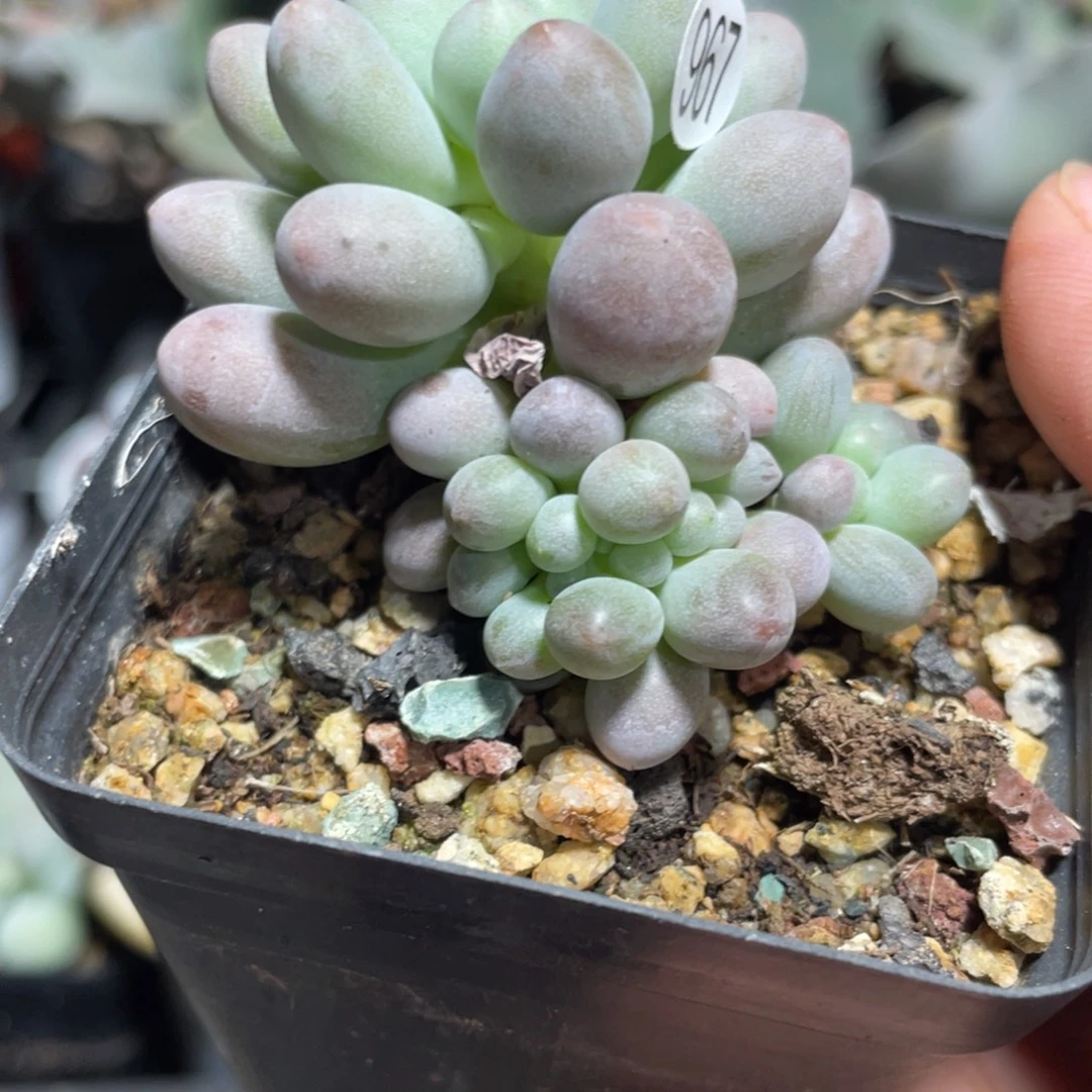 仙子奶酪缀化多肉植物