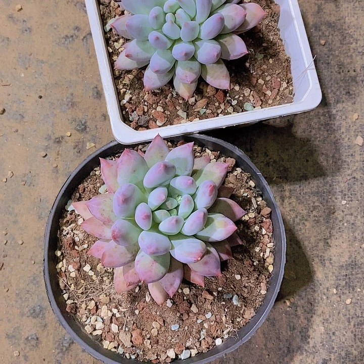 是***呀所罗门多肉植物老桩