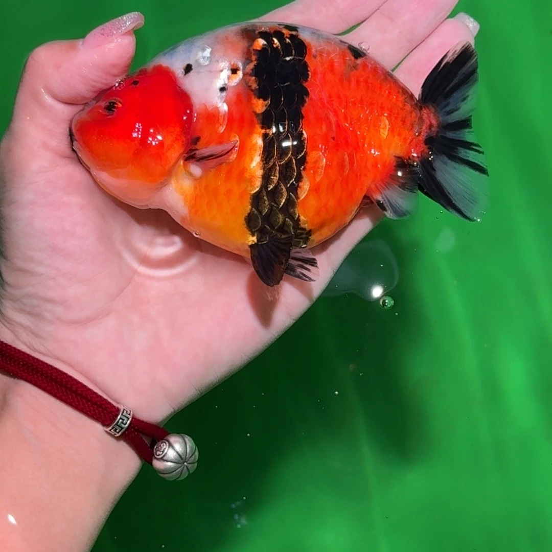 海水高货亚成兰寿