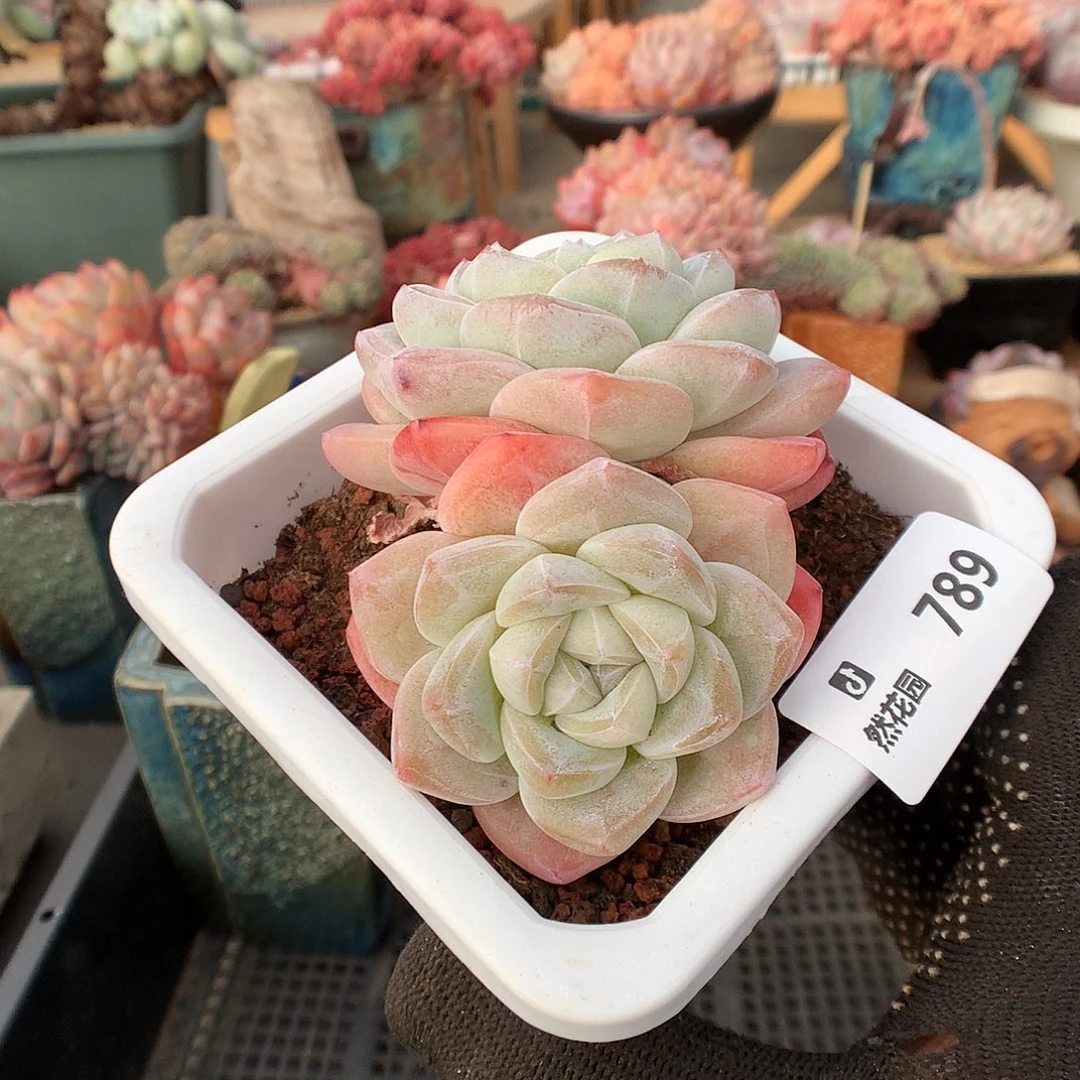 789冰玉多肉植物666