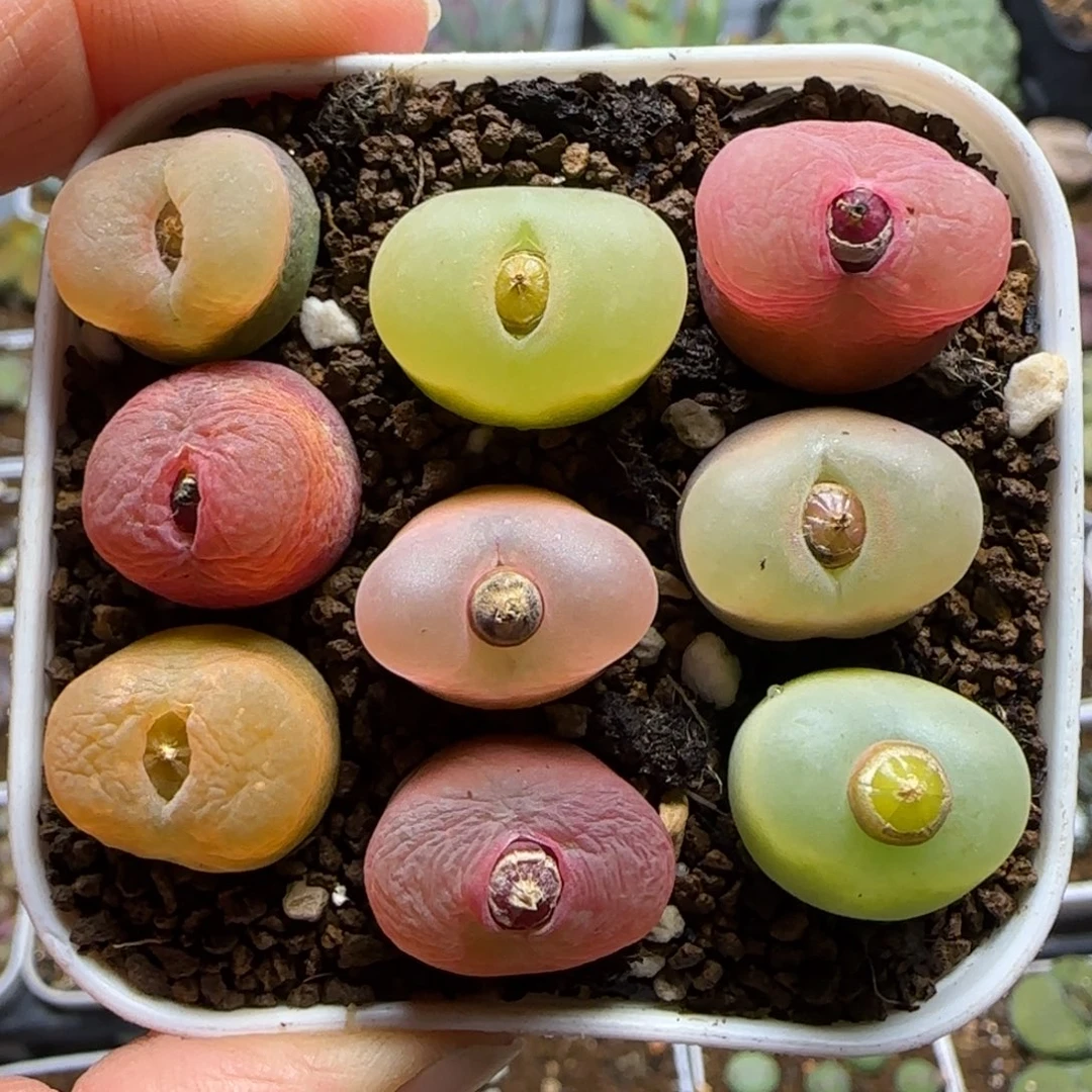 毛组合多肉植物百科