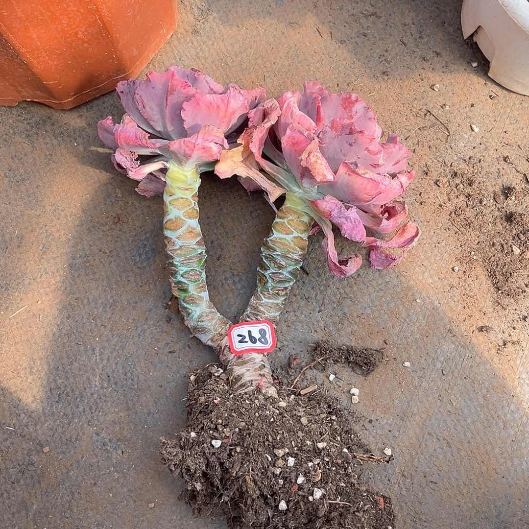 268舞会一物一拍多肉