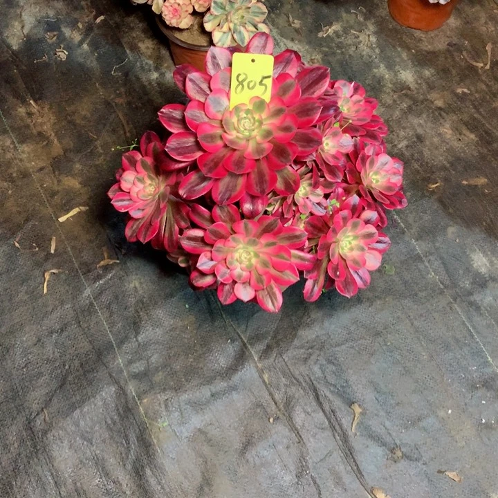 无**子805美杜莎多肉111111