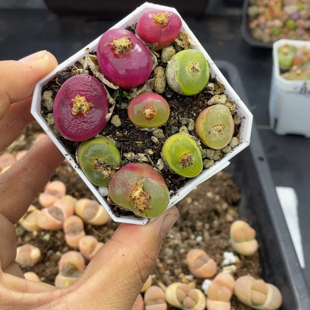 红陶000000000000000869