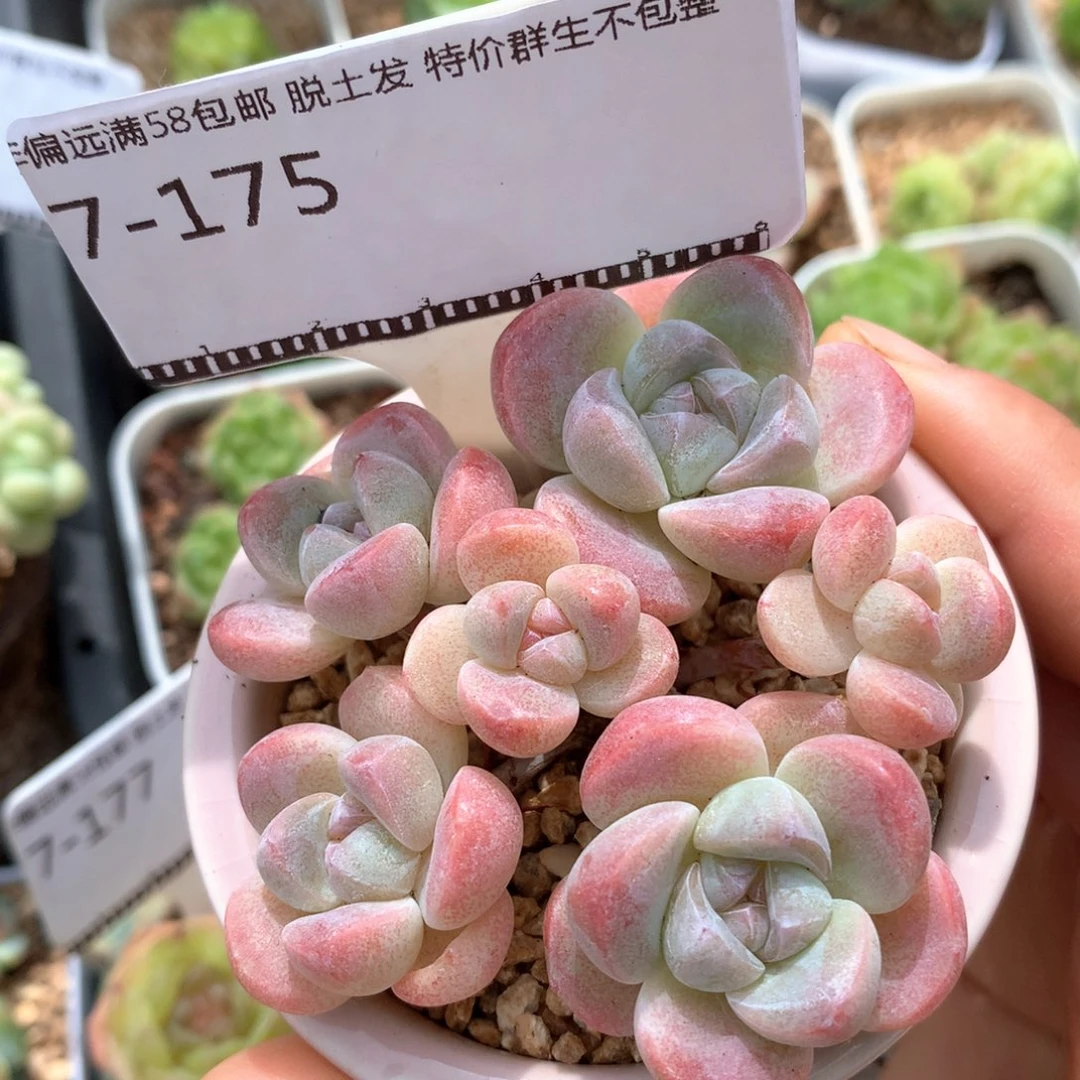 糖心冰玉老桩自然群