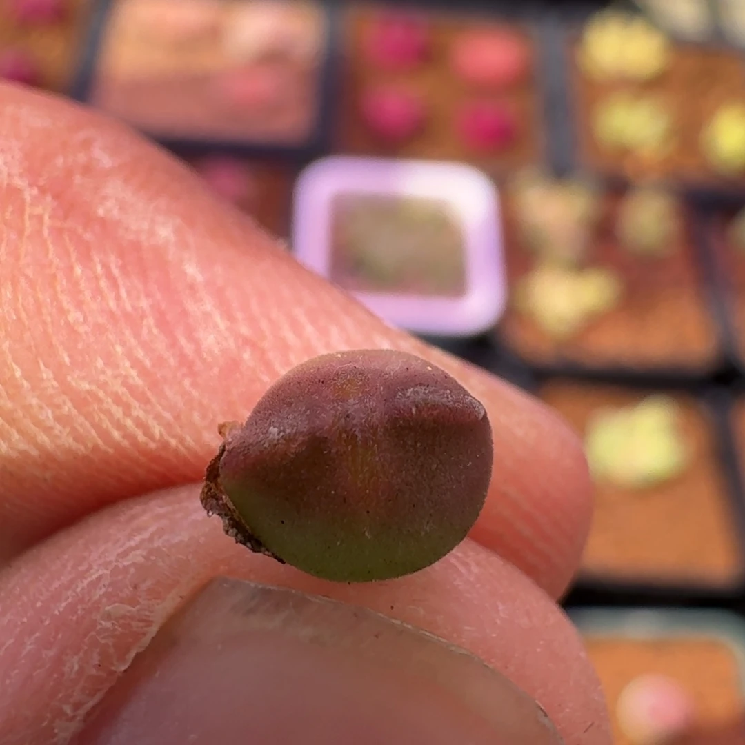 羊*疯云缦精品番杏17.25