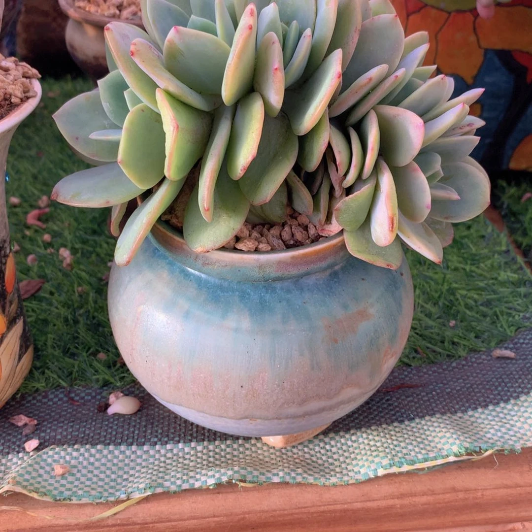 ʚ****白凤缀带盆寄养