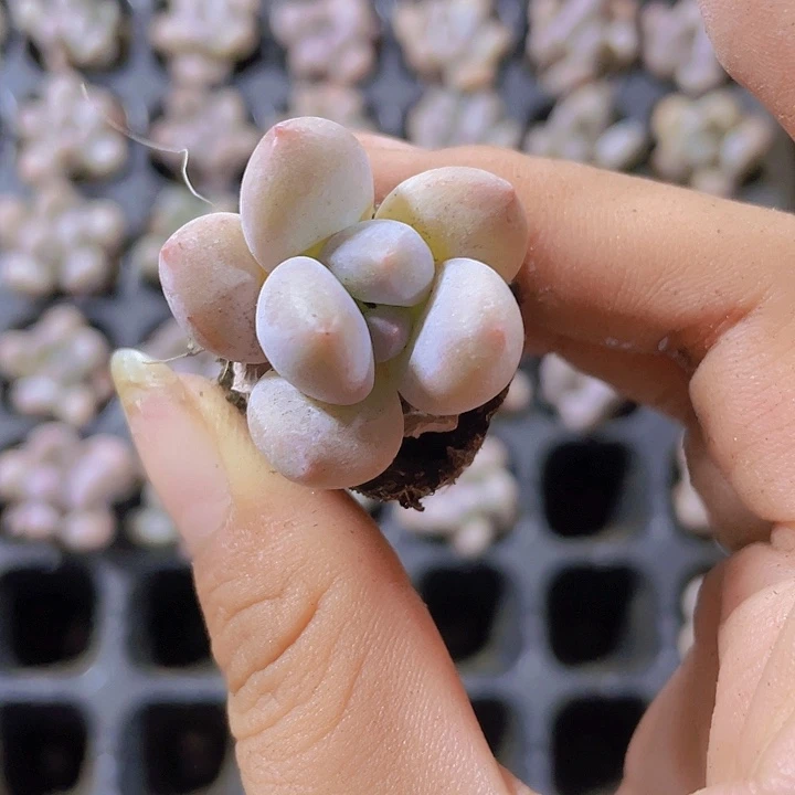 8精品奶豆2颗一组