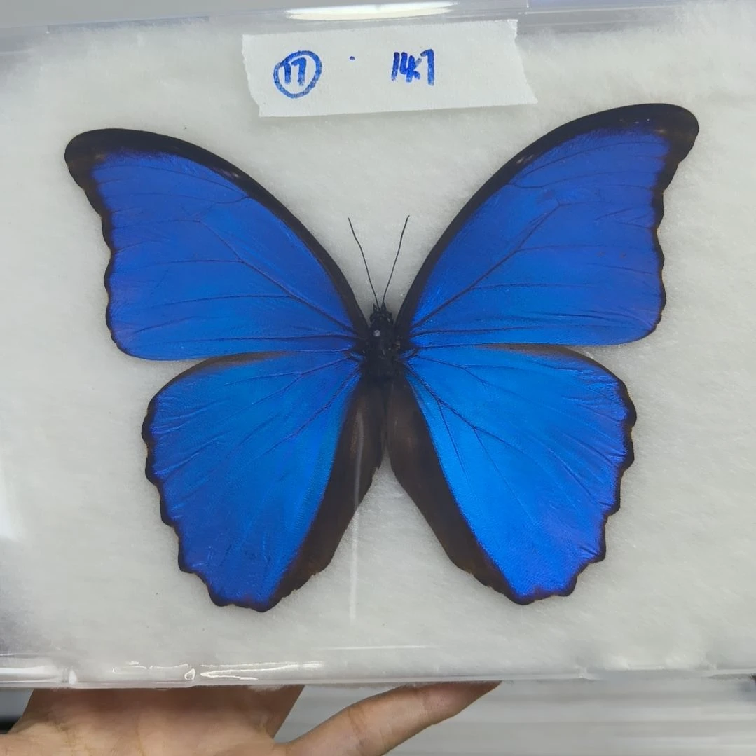 真蝴蝶标本一物一拍