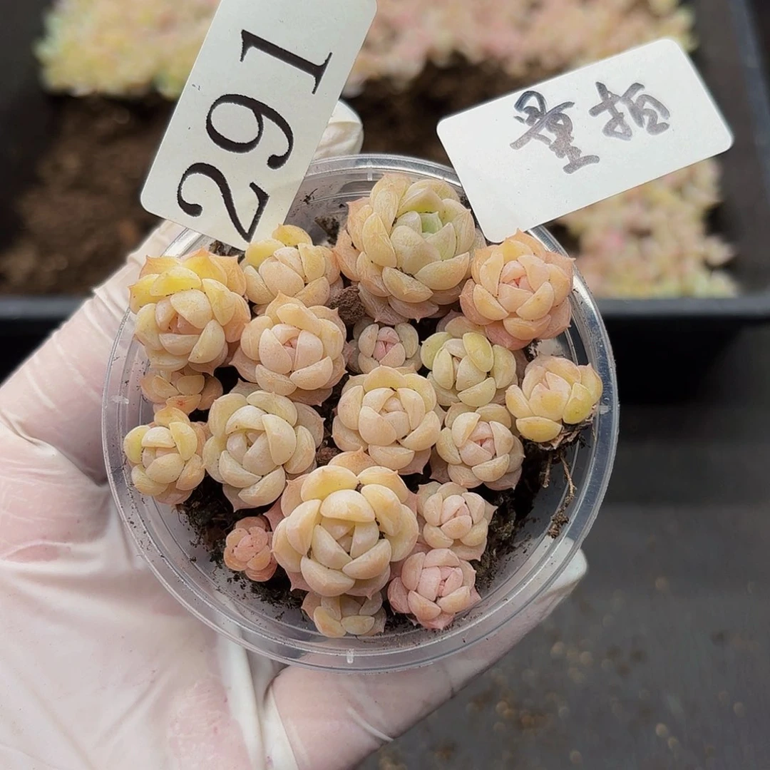 多肉植物多肉植物291量拍