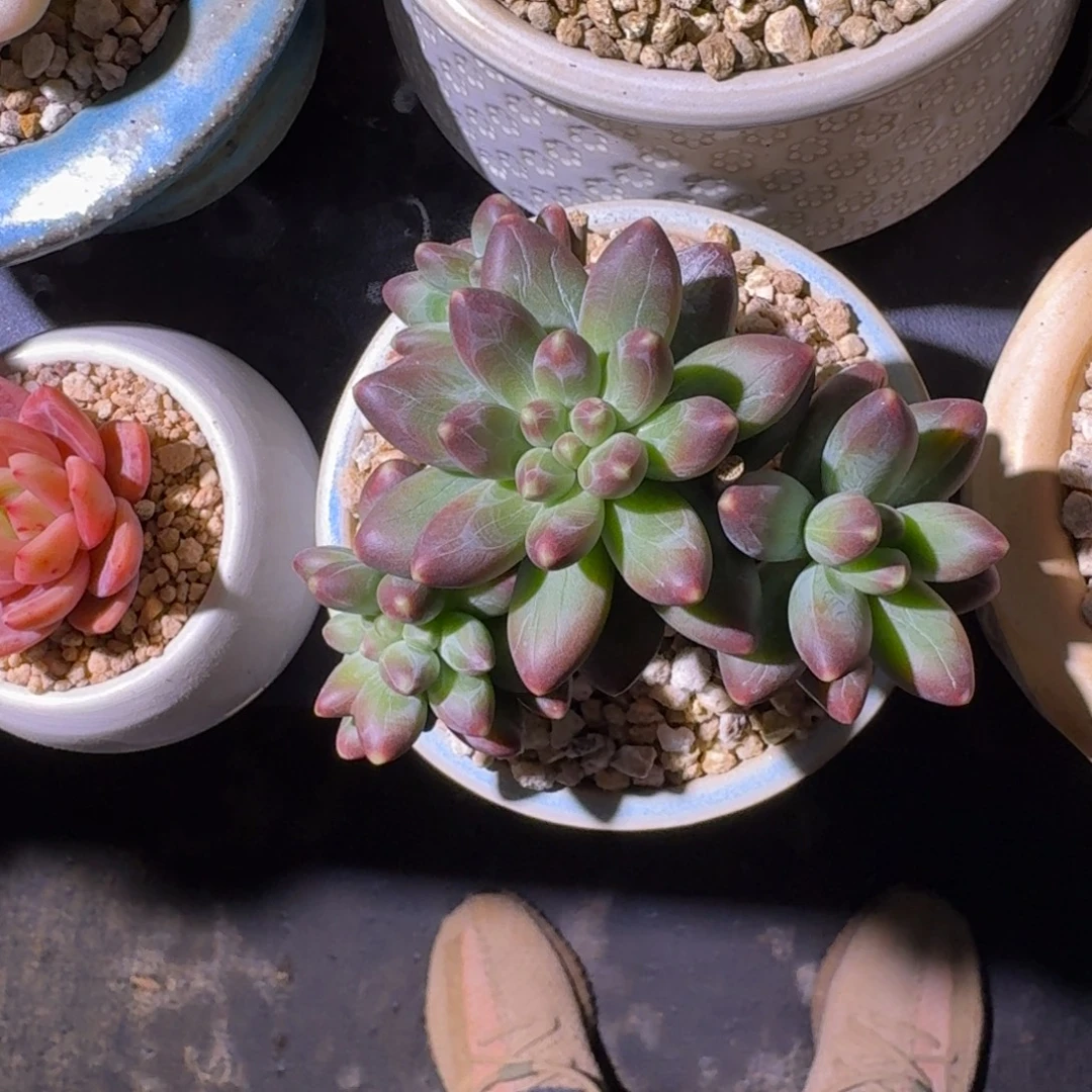 卡布奇诺 4头 一物一拍