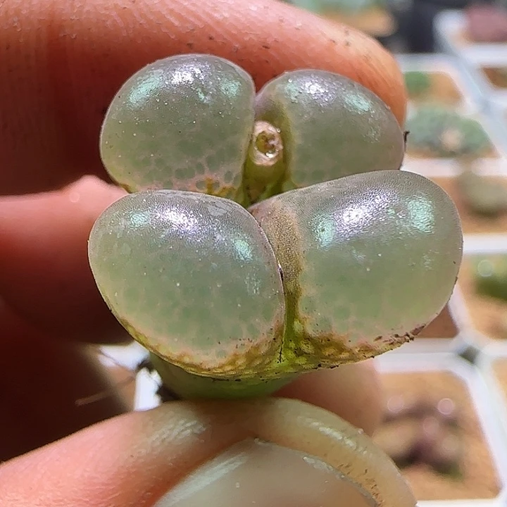 饼***饼哈哈哈哈刚开机825
