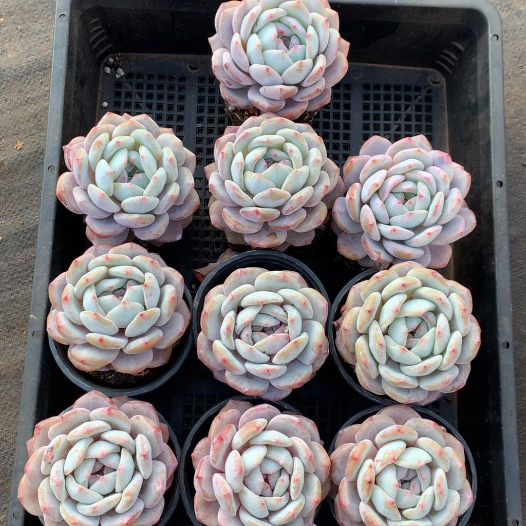 446号新疆西藏内蒙古不包邮的，