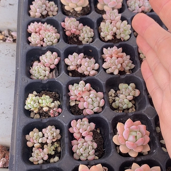 87 多肉植物盆栽花卉