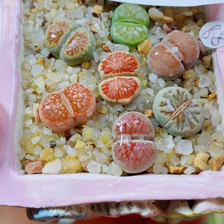 生石花花花花花花花781