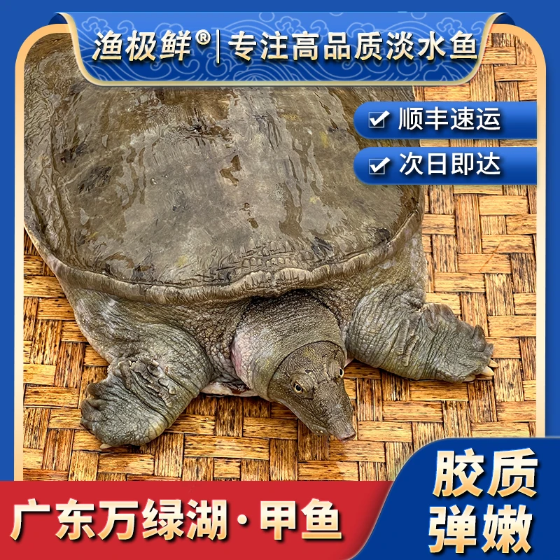 【渔极鲜】万绿湖甲鱼-水库甲鱼宴请送礼全国发顺丰活发包邮