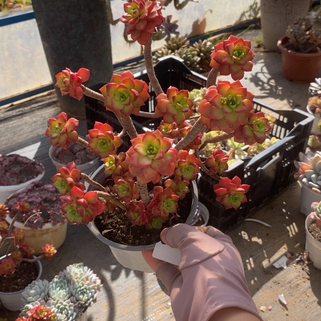 6407火焰蒂亚一物一拍