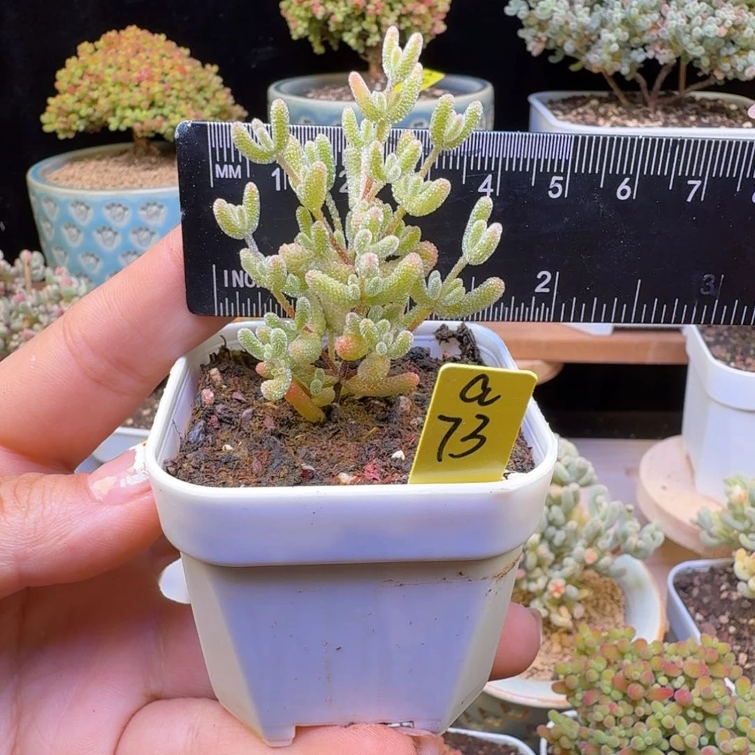 a73号冰米锦小苗