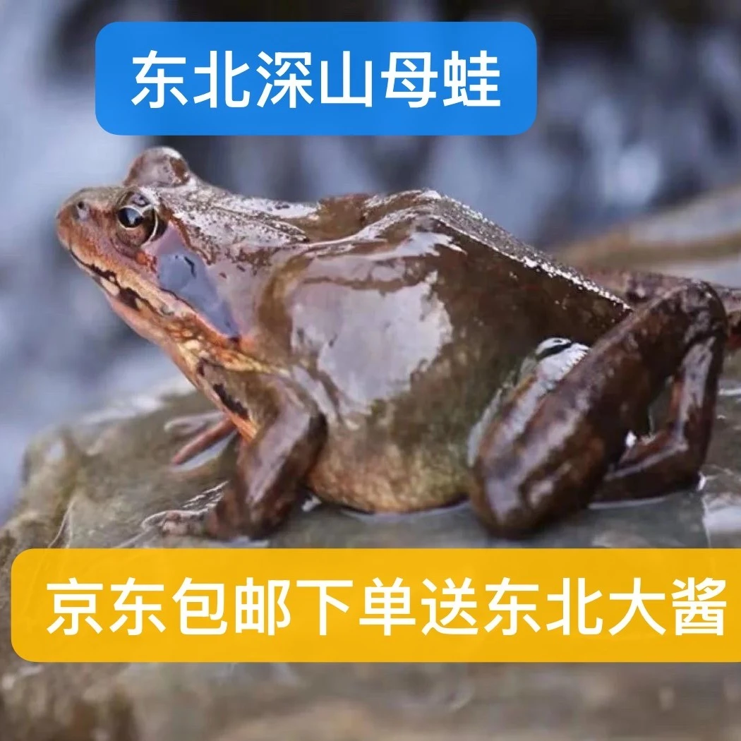 林蛙大母豹子一斤母送一斤公派送起到签收半小时内录好开箱视频