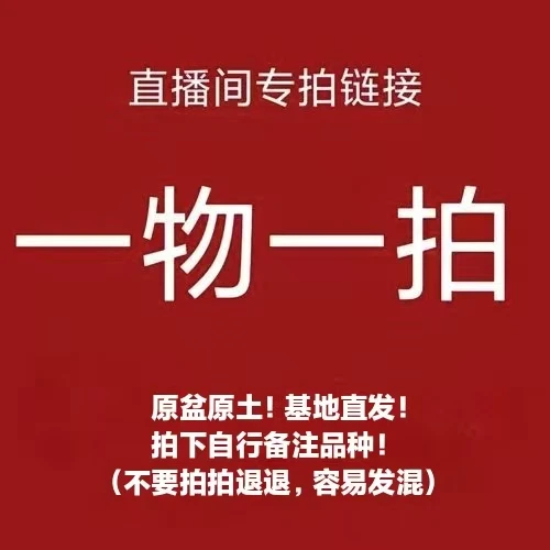 【一物一拍】原盆原土 基地直发
