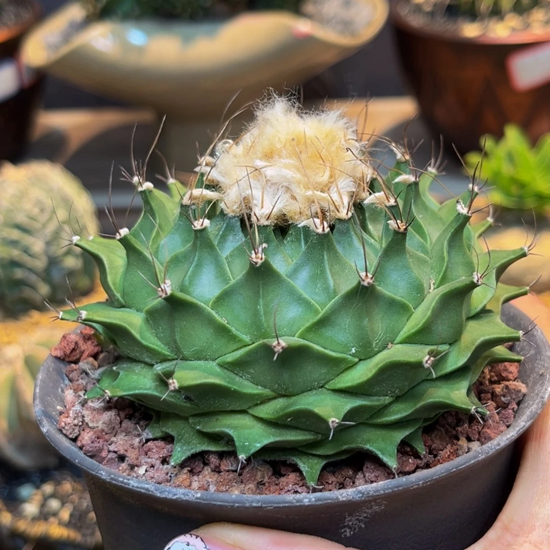 帝冠Zzzzzzzzxxxxxzzzz