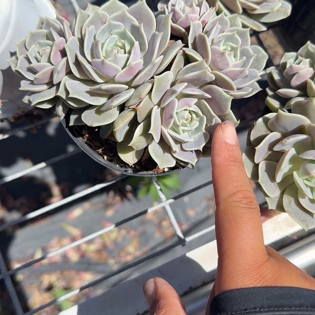 露娜莲多肉植物精品