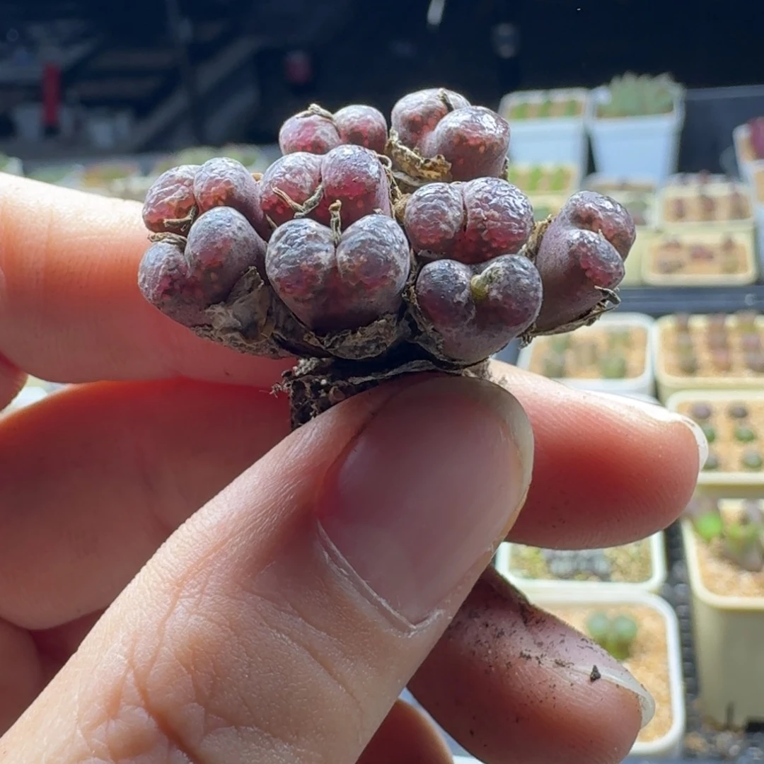 阿*爸17-205p p p p p p p p多肉