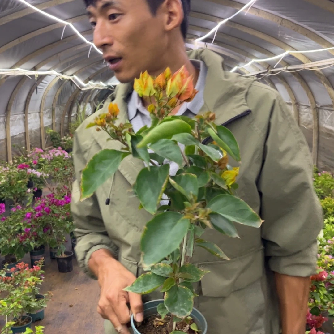 完全开放（浅彩虹）三角梅会落花落叶会光杆苗情有大有小