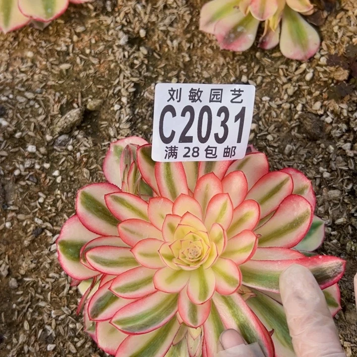 2031多肉植物法师法师