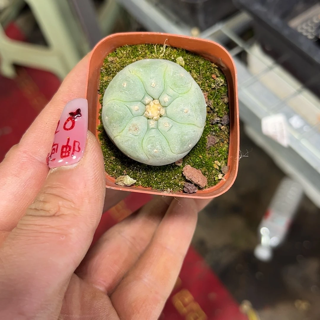 蟻*?11406一物一拍单头发货