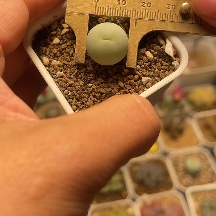鸽子蛋母本多肉植物