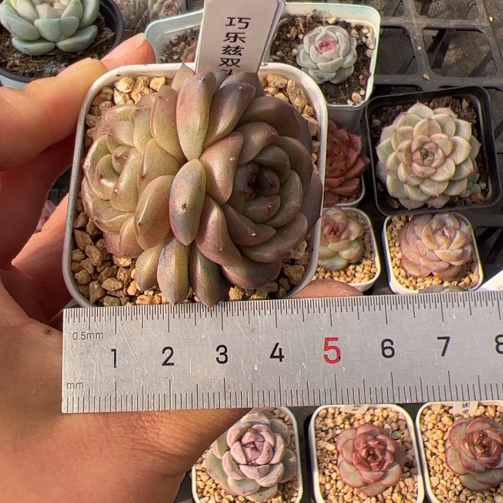 ?*?451 多肉植物组合盆栽