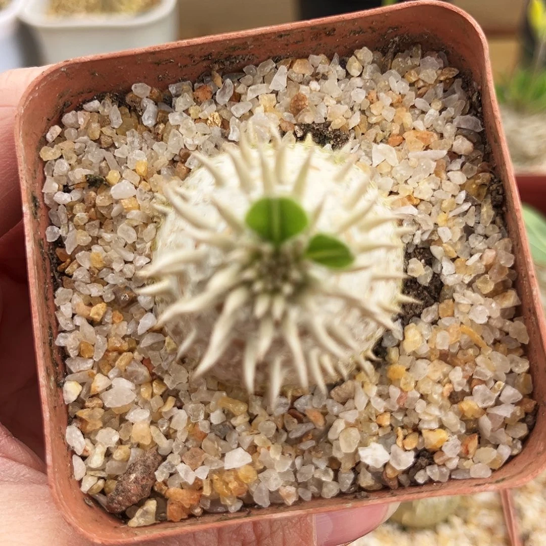 霁**风18号矮胖惠比须大黑