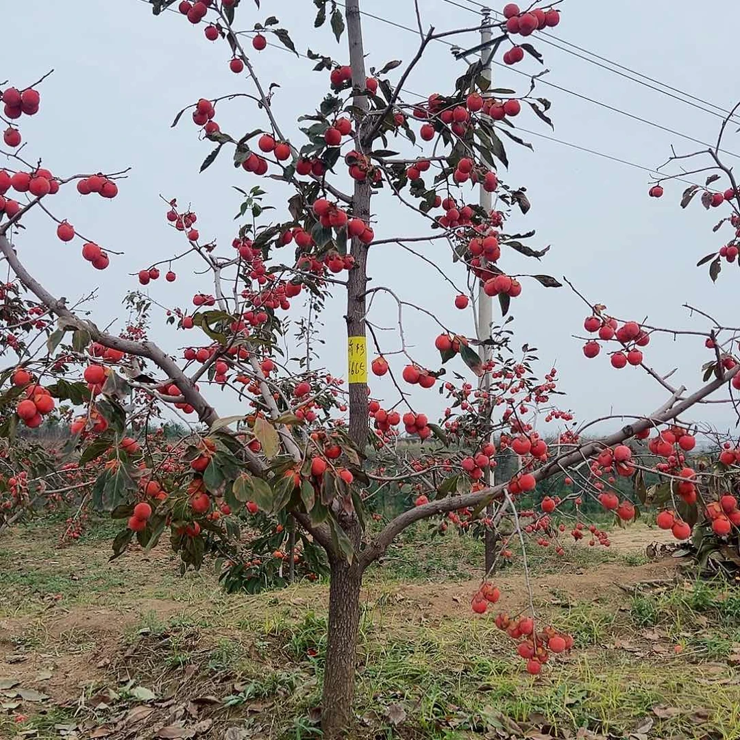 无花朵柿子树开花结果就是好