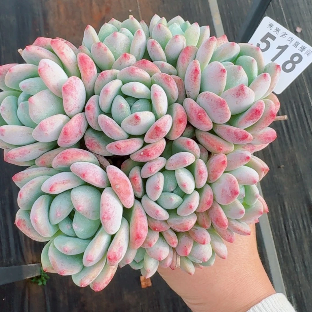 望舒群生      愿你一路坦途，乘风破浪展宏图