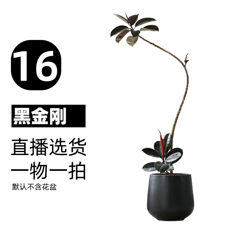 【16号】黑金刚绿植