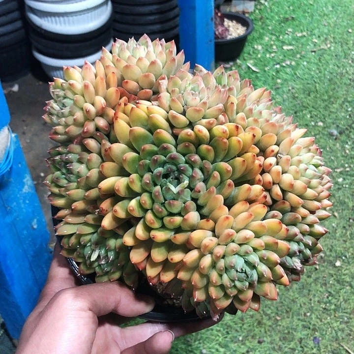 星际迷航捧花多肉植物