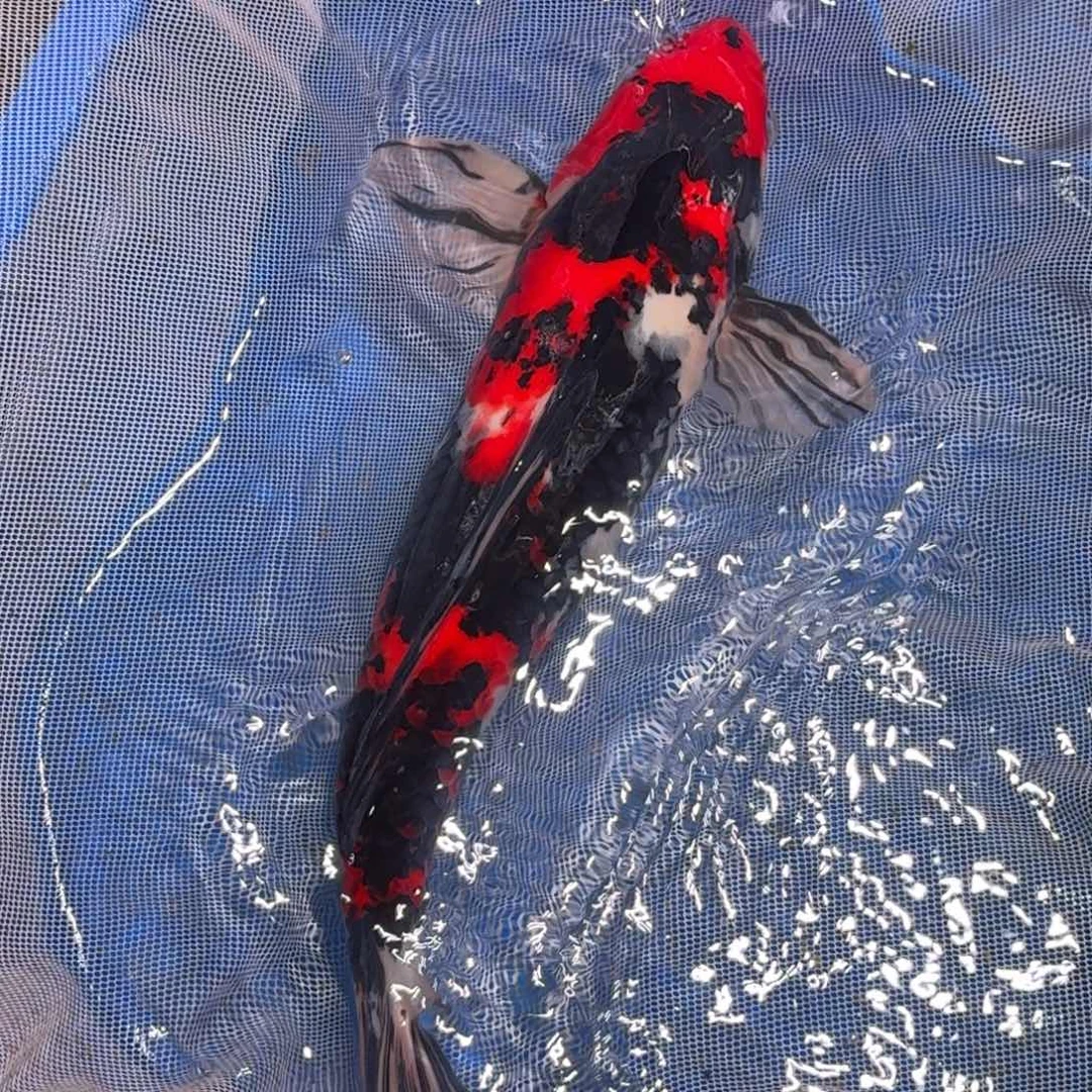 锦鲤精品锦鲤包邮包损