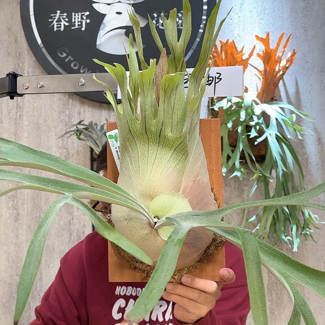 不开花植物高冠北猴鹿角蕨