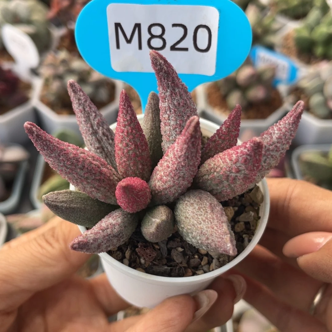 廾*▒       纯红哈默杂。   820。