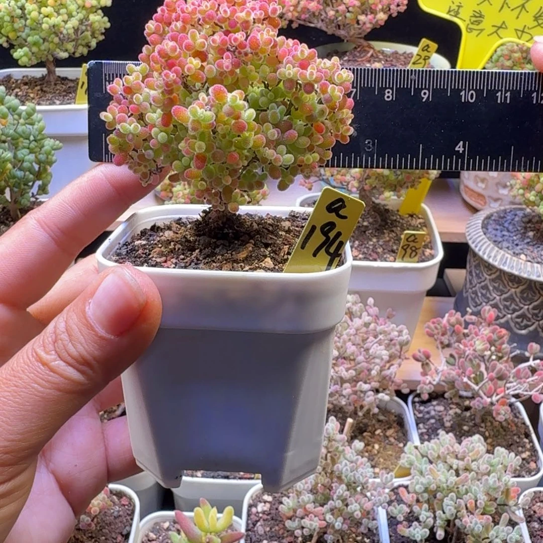 a194号蜜橘冠服6.5厘米左右