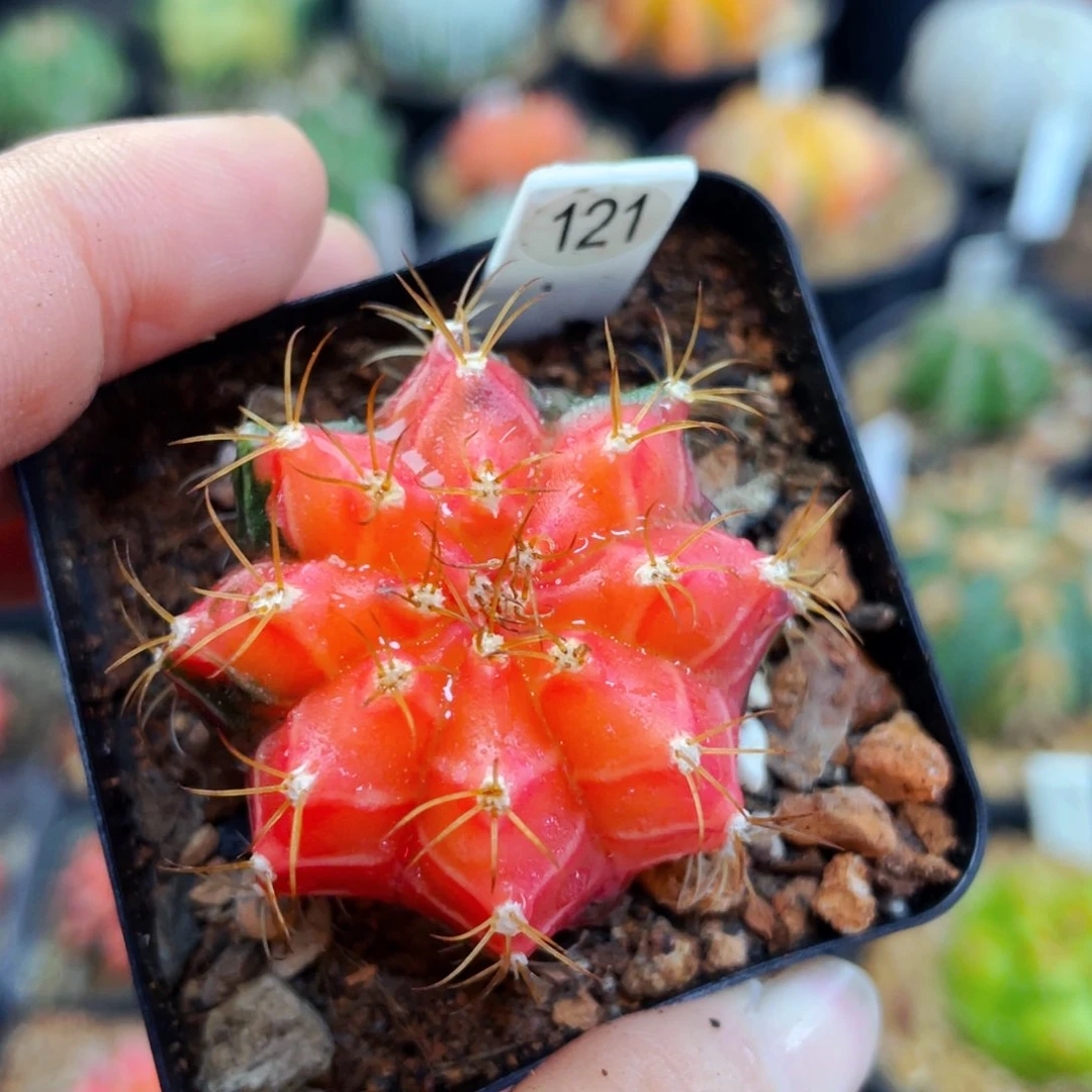 双盆5公分满25包邮裸根发货