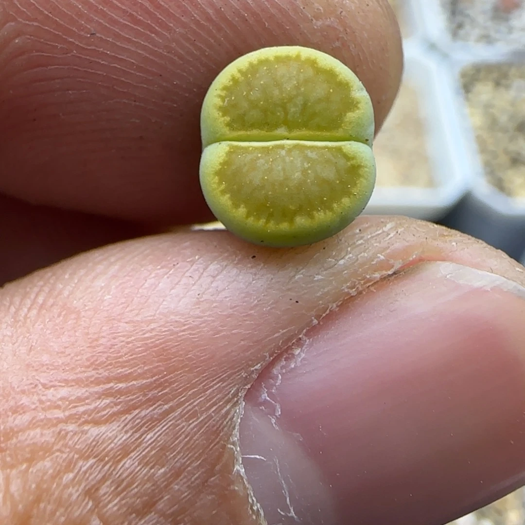 876 生石花大棚直播