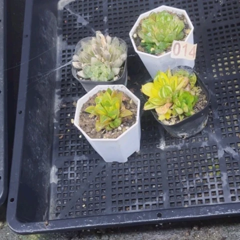 014雨露锦如图东北不拍货